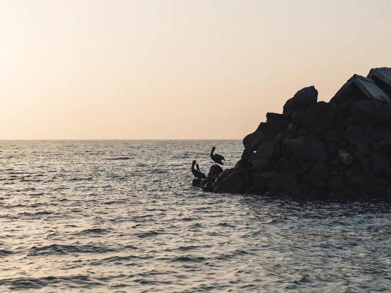 Pelicans on a rocky breakwater with the open Pacific beyond at dusk